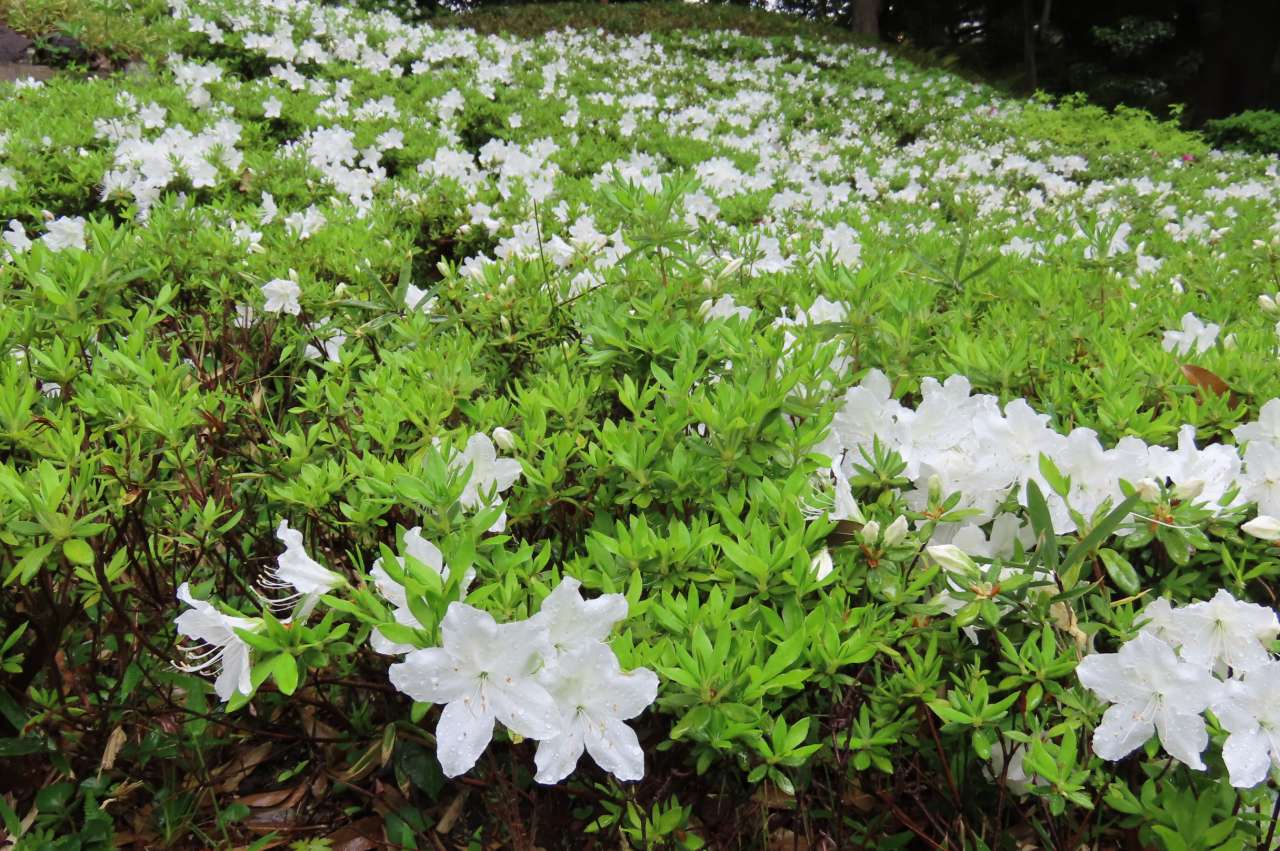 カキツバタが開花しました（4月24日）｜公園へ行こう！